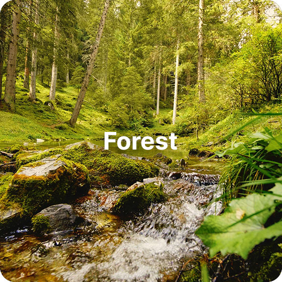 forest sound effects nature