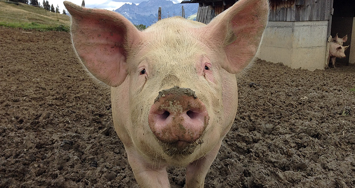 Coll Anderson Pigs Sound Effects Library