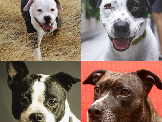 Coll Anderson Dog Sound Effects Library