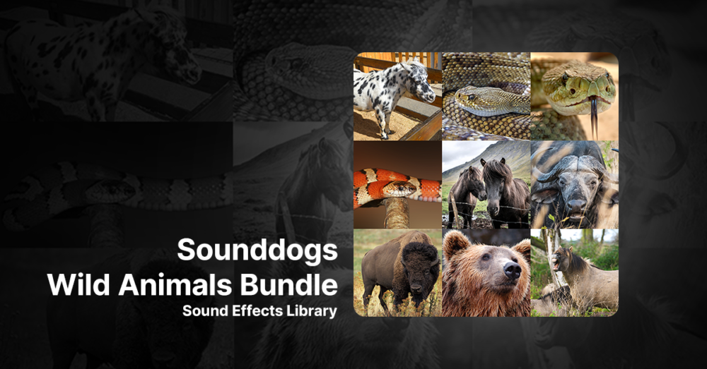 Sounddogs Wild Animals Sound Effects Library Bears, Horses, Snakes