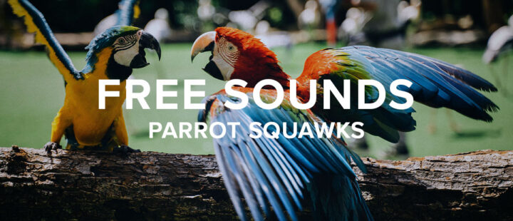 Free Parrots Sounds